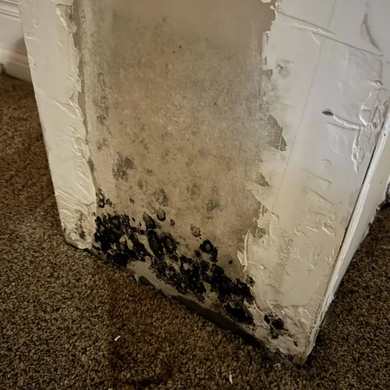 Professional Mold Removal in Weston, WV